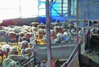 Fighting Tropical Worms in the Cold North